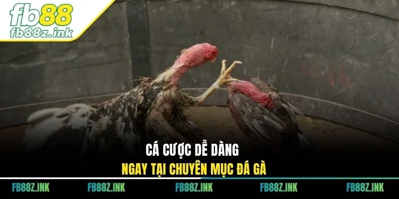 Cá cược dễ dàng ngay tại chuyên mục Đá gà