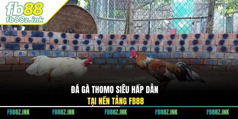 Đá gà Thomo siêu hấp dẫn tại nền tảng FB88