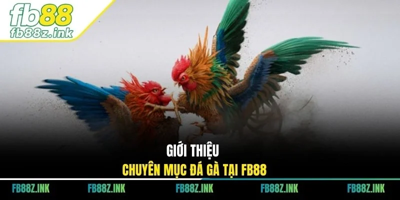 Giới thiệu chuyên mục đá gà tại FB88