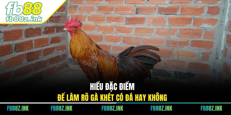 Hiểu đặc điểm để làm rõ gà khét có đá hay không