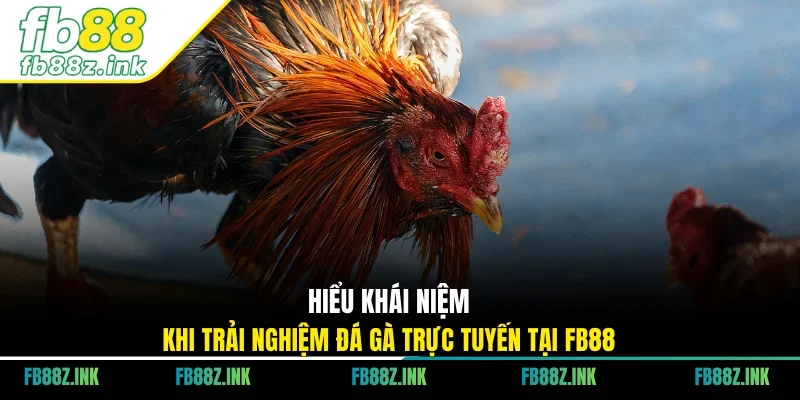 Hiểu khái niệm khi trải nghiệm đá gà trực tuyến tại FB88
