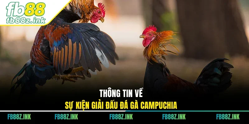 Thông tin về sự kiện giải đấu đá gà Campuchia