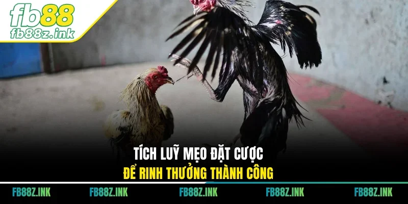 Tích luỹ mẹo đặt cược để rinh thưởng thành công