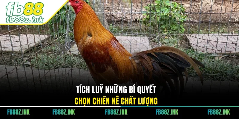 Tích luỹ những bí quyết chọn chiến kê chất lượng